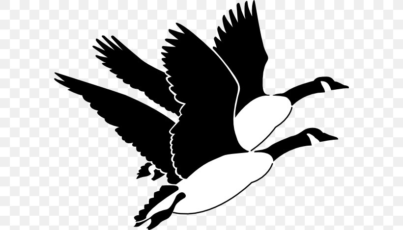 Goose Duck Mallard Bird Clip Art, PNG, 600x469px, Goose, Beak, Bird, Black And White, Canada Goose Download Free