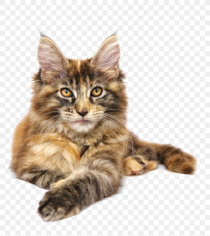 Maine Coon Norwegian Forest Cat Siberian Cat Kitten, PNG, 1500x1688px, Maine Coon, Asian Semi Longhair, Breed, Calico Cat, Carnivoran Download Free