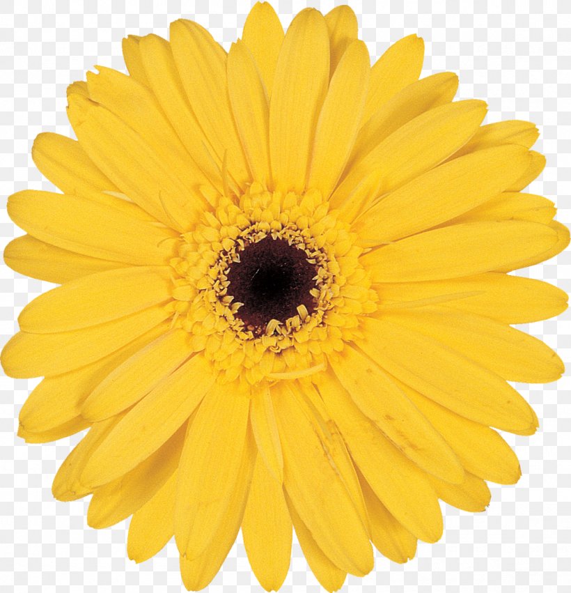 Stock Photography Royalty-free Transvaal Daisy Clip Art, PNG, 1155x1200px, Stock Photography, Black And White, Calendula, Chrysanths, Color Download Free