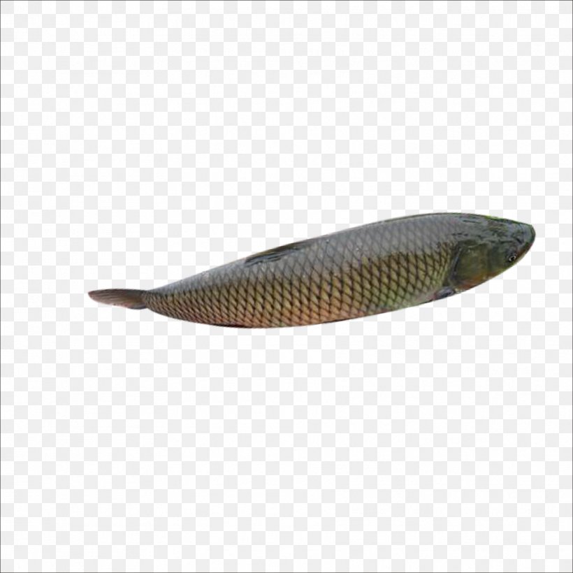 Fish Clip Art, PNG, 1773x1773px, Fish, Food, Meat, Poster, Raw Image Format Download Free