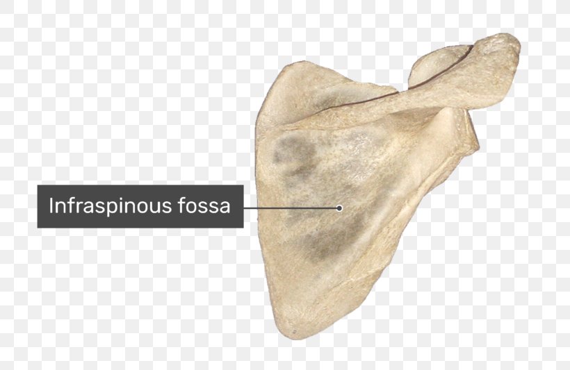 Spine Of Scapula Supraspinatous Fossa Anatomy Infraspinatous Fossa, PNG, 770x533px, Scapula, Anatomy, Beige, Bone, Clavicle Download Free