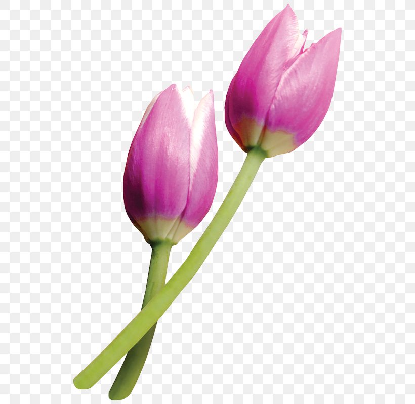 Tulipa Clusiana Flower Paper, PNG, 544x800px, Tulipa Clusiana, Bud, Color, Cut Flowers, Flower Download Free
