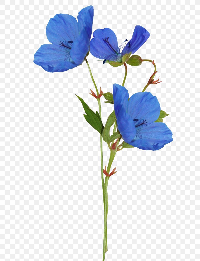 Blue Color Flower Petal, PNG, 600x1070px, Blue, Beach Rose, Bellflower Family, Color, Flora Download Free