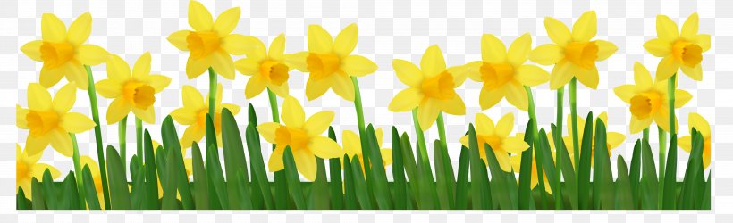 Daffodil Clip Art, PNG, 4200x1283px, I Wandered Lonely As A Cloud, American Daffodil Society, Commodity, Cut Flowers, Daffodil Download Free