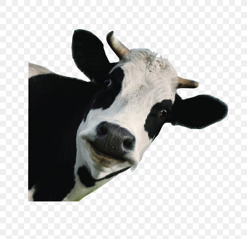 Holstein Friesian Cattle Jersey Cattle Milk Calf Dairy Cattle, PNG, 709x792px, Holstein Friesian Cattle, Beef, Calf, Cattle, Cattle Like Mammal Download Free
