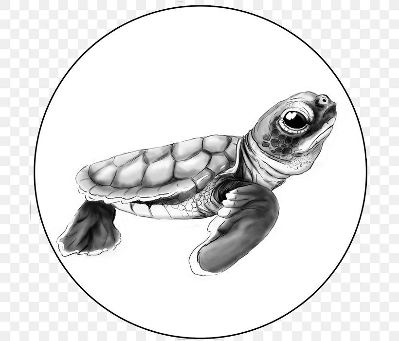 Loggerhead Sea Turtle Tortoise Pond Turtles, PNG, 700x700px, Loggerhead Sea Turtle, Black And White, Caretta, Drawing, Emydidae Download Free
