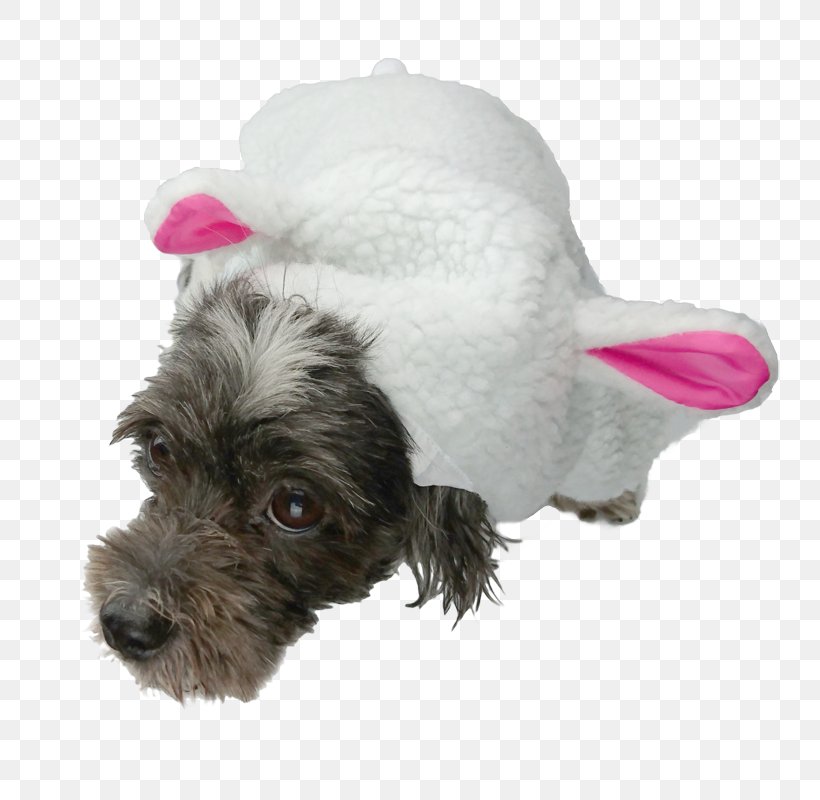 Miniature Schnauzer Schnoodle Puppy Hoodie Domestic Rabbit, PNG, 800x800px, Miniature Schnauzer, Carnivoran, Clothing, Companion Dog, Costume Download Free