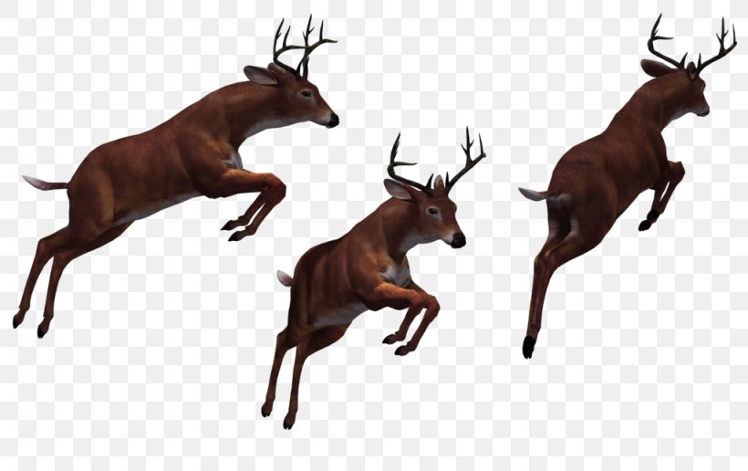Reindeer Antler White-tailed Deer, PNG, 1024x645px, 3d Computer Graphics, Reindeer, Antler, Deer, Elk Download Free