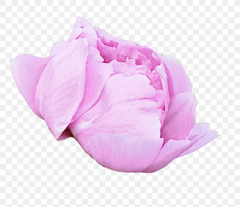 Rose, PNG, 1722x1488px, Rose, Cut Flowers, Flower, Petal, Rose Family Download Free
