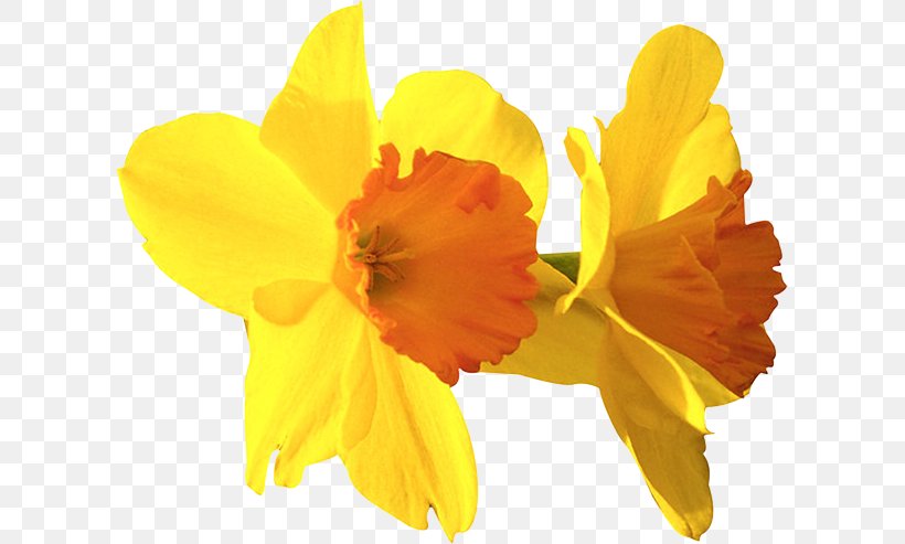 Daffodil Natural Science Scientist Clip Art, PNG, 609x493px, Daffodil, Amaryllis Family, Digital Image, Echo And Narcissus, Flower Download Free