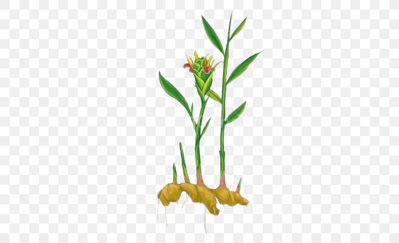 Ginger Leaf Plant Condiment Grasses, PNG, 500x500px, Ginger, Branch, Condiment, Drawing, Flora Download Free