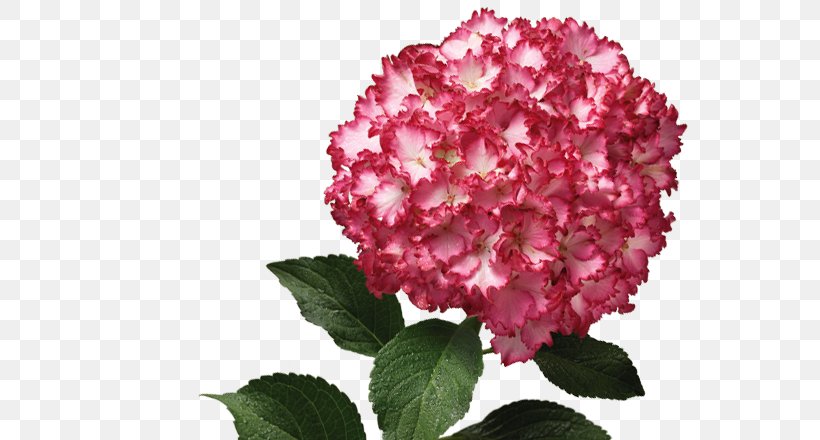 Hydrangea Pink M Petal Shrub Family, PNG, 590x440px, Hydrangea, Cornales, Family, Family Film, Flower Download Free