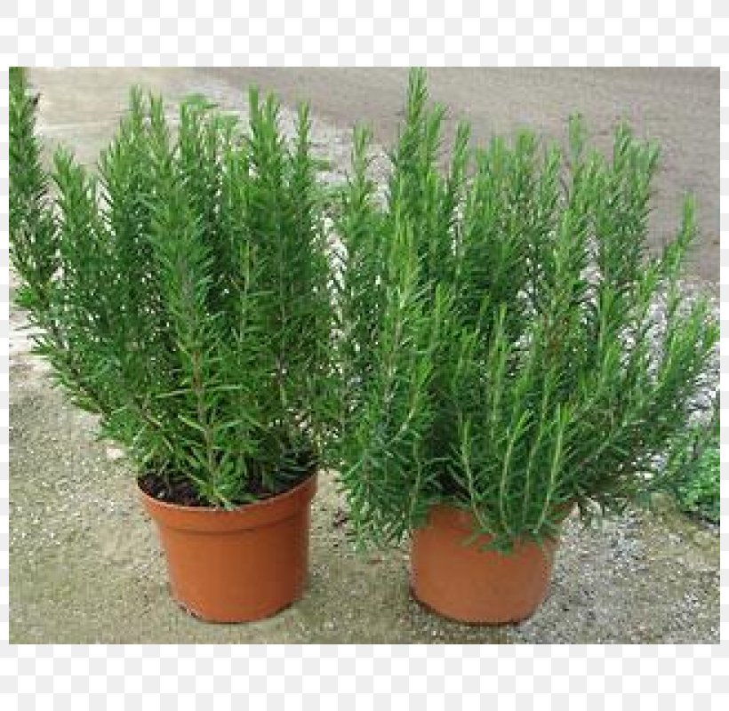 Rosemary Plant Spice Herb Mint, PNG, 800x800px, Rosemary, Common Sage, Condiment, Evergreen, Flowerpot Download Free