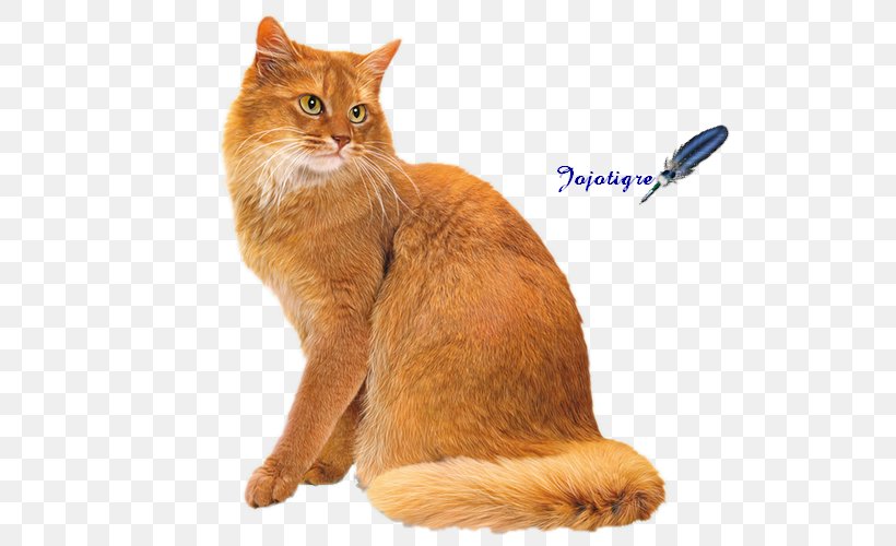 Somali Cat Manx Cat European Shorthair Cymric Chausie, PNG, 550x500px, Somali Cat, American Shorthair, Asian, Carnivoran, Cat Download Free