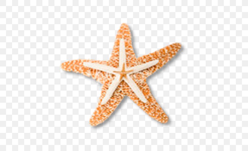 Starfish Clip Art, PNG, 500x500px, Starfish, Creativity, Data Compression, Designer, Echinoderm Download Free