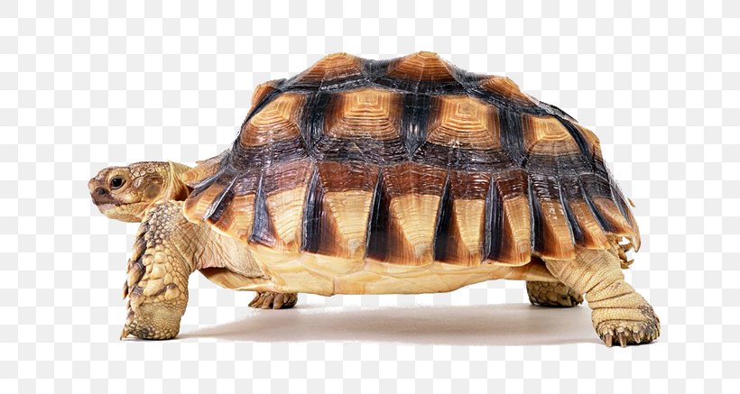 Turtle, PNG, 700x437px, Turtle, African Spurred Tortoise, Box Turtle, Chelydridae, Common Snapping Turtle Download Free