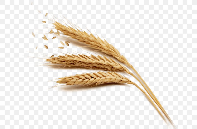 Wheat Rice Harvest, PNG, 658x538px, Wheat, Cereal, Cereal Germ, Commodity, Emmer Download Free