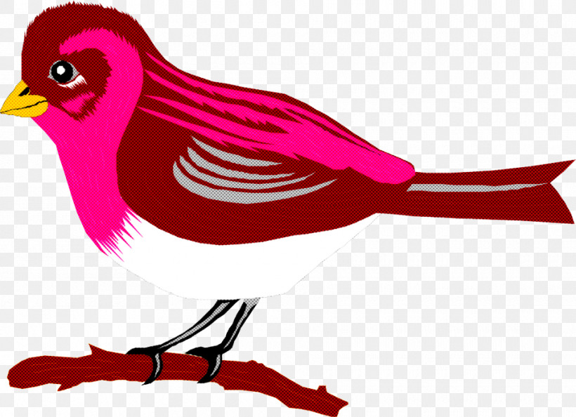 Bird Beak Cardinal Songbird Perching Bird, PNG, 960x696px, Bird, Beak, Cardinal, Finch, Perching Bird Download Free