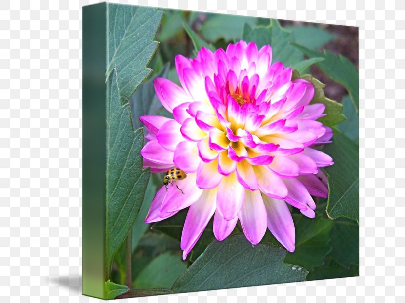 Dahlia Peony Wildflower Annual Plant, PNG, 650x614px, Dahlia, Annual Plant, Daisy Family, Flora, Flower Download Free