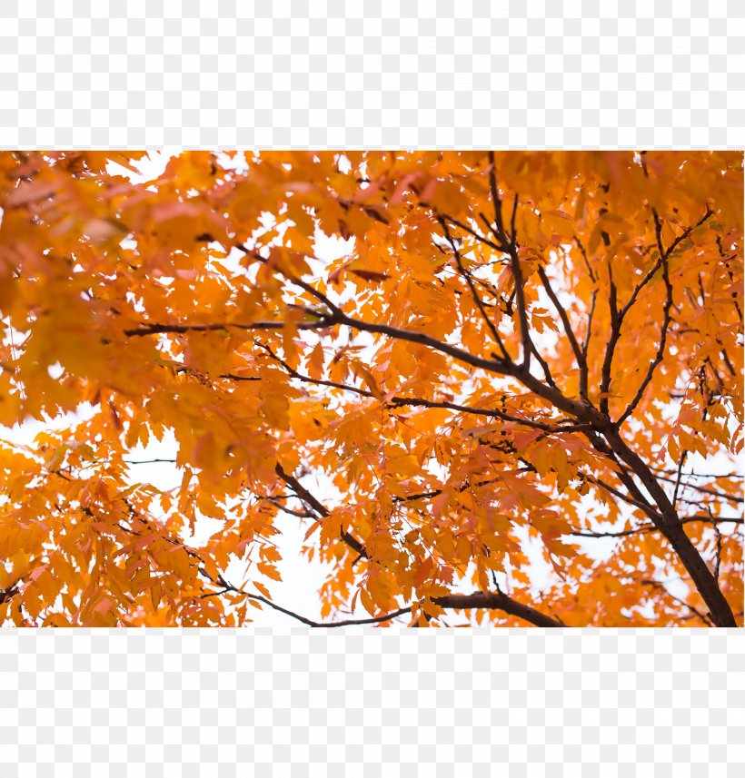 Autumn Leaf Color Photograph Desktop Wallpaper Orange, PNG, 2083x2179px, Autumn, Autumn Leaf Color, Branch, Campus, Color Download Free