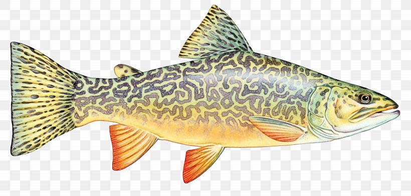 Fish Fish Bony-fish Ray-finned Fish Perch, PNG, 3895x1859px, Watercolor, Bonyfish, Cyprinidae, Fish, Marine Biology Download Free