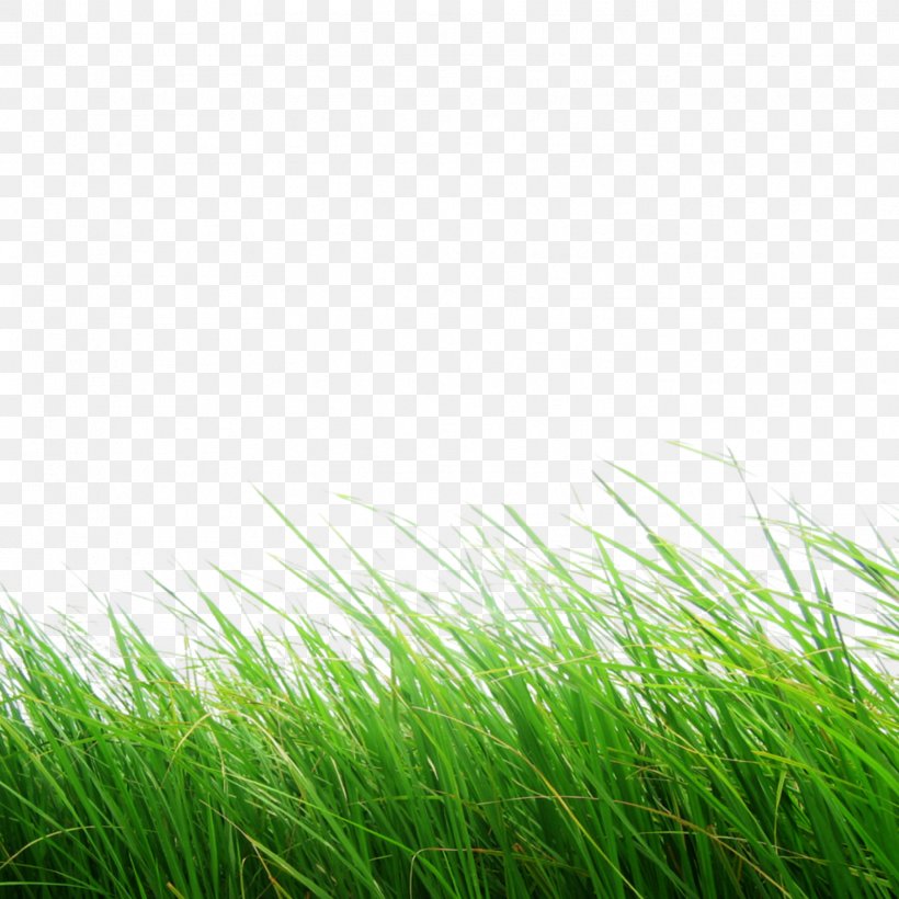 Green Grass Background, PNG, 1773x1773px, Image Editing, Alpha Compositing, Chrysopogon Zizanioides, Fodder, Grass Download Free