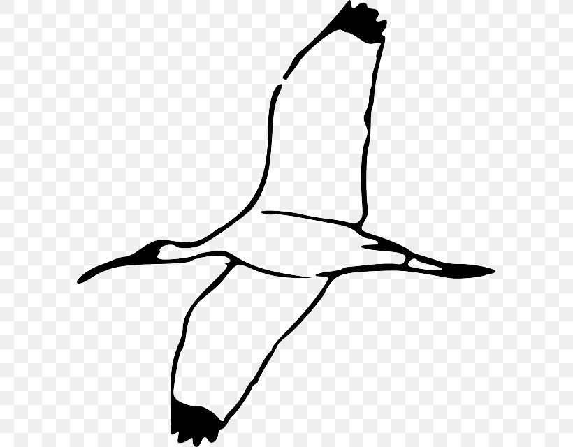 Bald Eagle Bird Clip Art Ibis Vector Graphics, PNG, 599x640px, Bald Eagle, American White Ibis, Artwork, Australian White Ibis, Beak Download Free