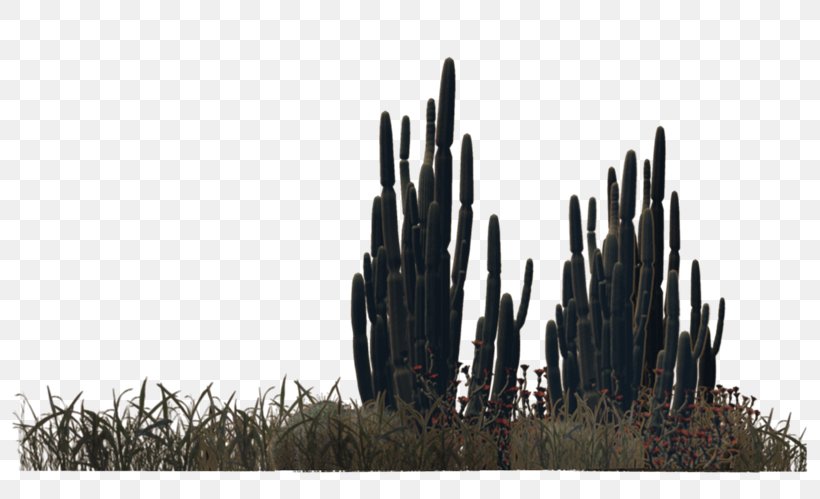 Desert Plant Shrub Viburnum Lentago, PNG, 800x499px, Desert, Cactaceae, Cactus, Grass, Grass Family Download Free