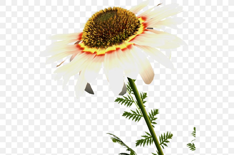 Flower Petal Oxeye Daisy Clip Art, PNG, 550x545px, Flower, Coneflower, Daisy, Daisy Family, Flowering Plant Download Free