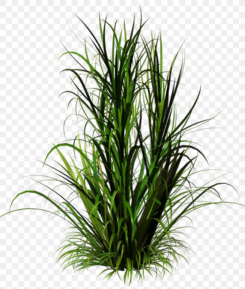 Grass Herbaceous Plant Clip Art, PNG, 1000x1180px, Grass, Aquarium Decor, Commodity, Drawing, Evergreen Download Free