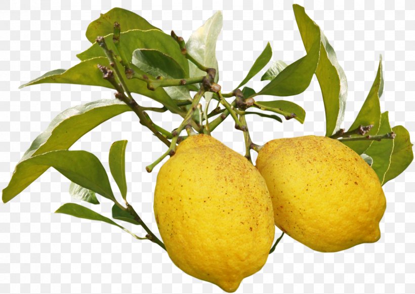 Meyer Lemon Fruit Auglis, PNG, 1708x1212px, Lemon, Auglis, Bitter Orange, Citron, Citrus Download Free