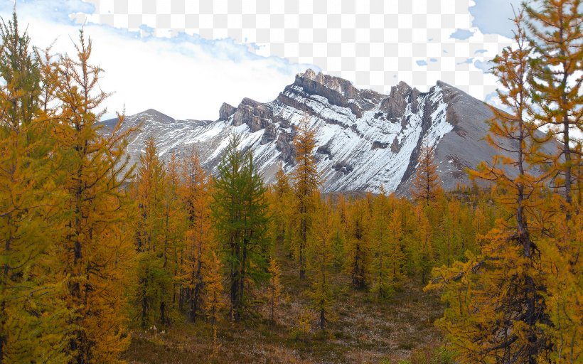 Mount Assiniboine Provincial Park Larch Forest Wallpaper, PNG, 1920x1200px, Mount Assiniboine, Autumn, Biome, British Columbia, Canada Download Free
