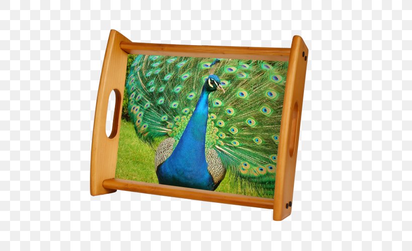 Pavo Bird Asiatic Peafowl Feather Animal, PNG, 500x500px, Pavo, Adaptation, Animal, Asiatic Peafowl, Bird Download Free