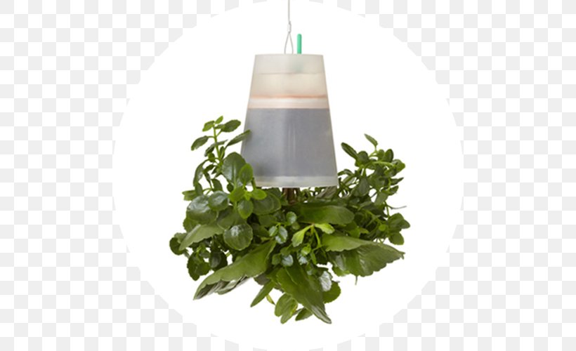 Flowerpot Herb, PNG, 500x500px, Flowerpot, Herb, Plant Download Free