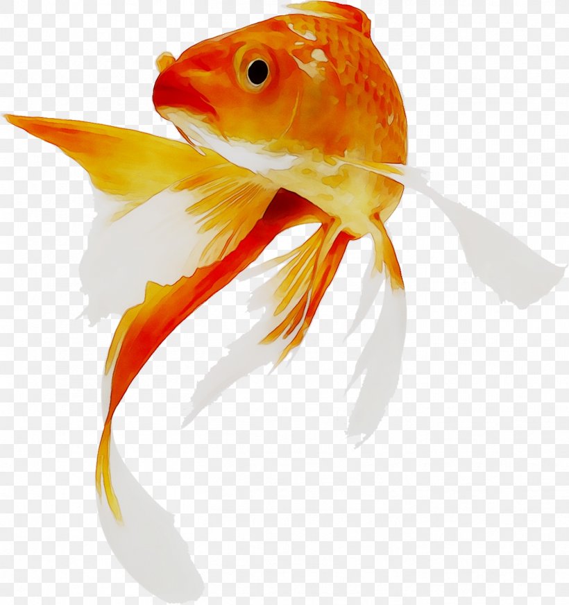 Goldfish Koi Aquarium System, PNG, 1407x1497px, Goldfish, Aquarium, Bonyfish, Feeder Fish, Fin Download Free