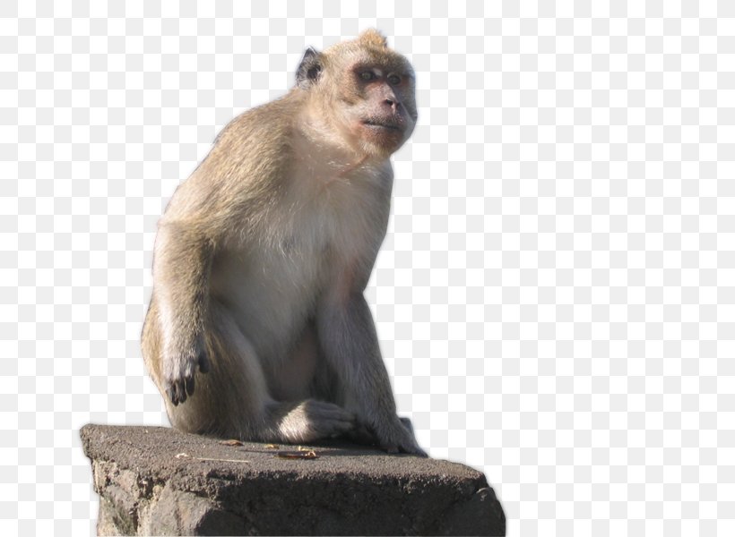 Macaque Old World Cercopithecidae New World Monkeys, PNG, 667x600px, Macaque, Animal, Cercopithecidae, Fauna, Mammal Download Free