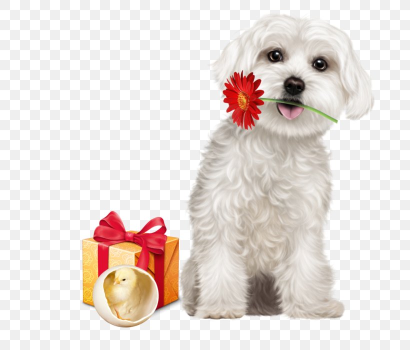 Maltese Dog Puppy Siberian Husky Havanese Dog Dog Breed, PNG, 700x700px, Maltese Dog, American Eskimo Dog, Bichon, Carnivoran, Cavachon Download Free