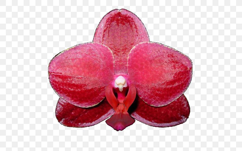 Moth Orchids Pink M, PNG, 512x512px, Moth Orchids, Flower, Flowering Plant, Magenta, Moth Orchid Download Free