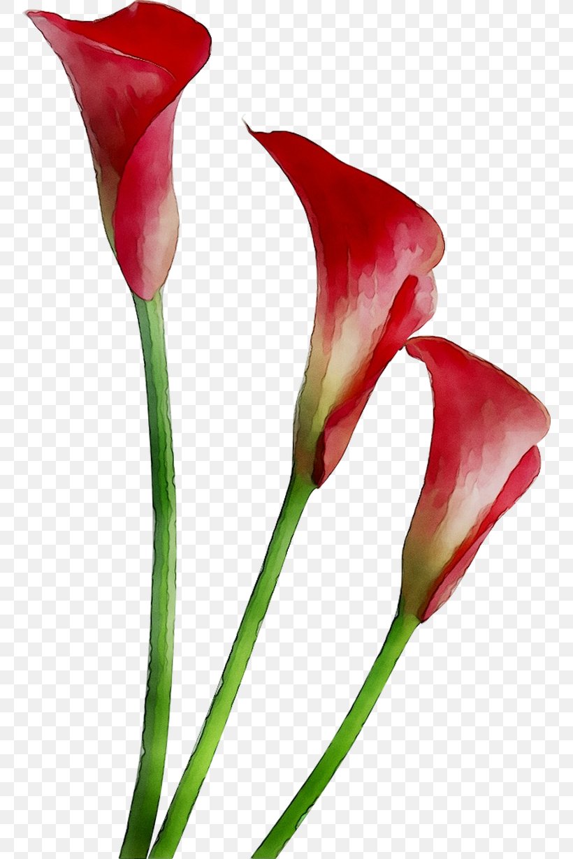 Arum Lilies Arum-lily Clip Art Bog Arum, PNG, 756x1230px, Arum Lilies, Alismatales, Anthurium, Arum, Arum Family Download Free