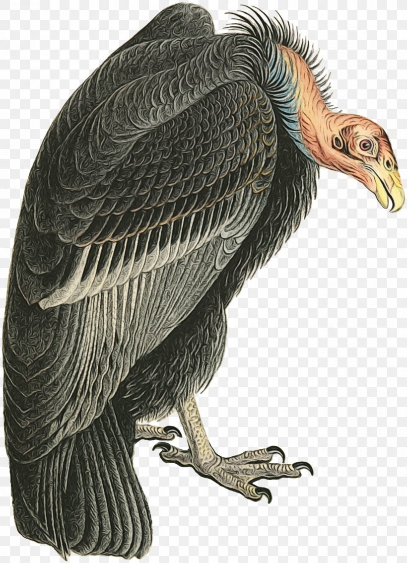 Bird Vulture Condor California Condor Bird Of Prey, PNG, 1301x1800px, Watercolor, Andean Condor, Beak, Bird, Bird Of Prey Download Free