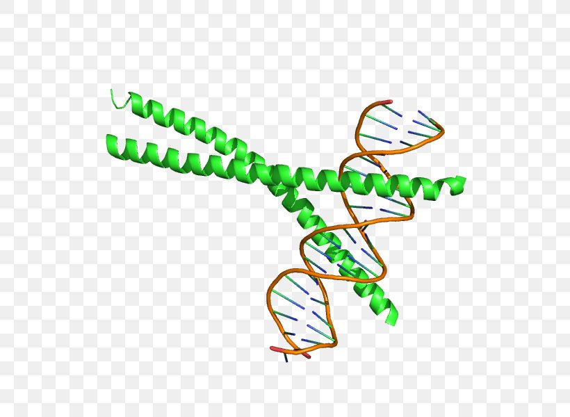 Ccaat-enhancer-binding Proteins CEBPA BZIP Domain Gene, PNG, 600x600px, Bzip Domain, Area, Binding Protein, Body Jewelry, Dna Download Free