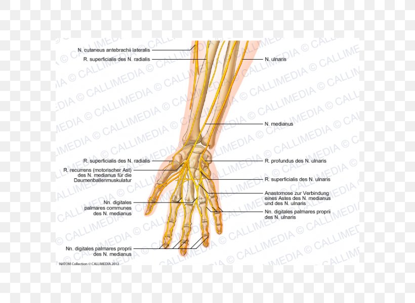 Forearm Ulnar Nerve Anatomy, PNG, 600x600px, Watercolor, Cartoon, Flower, Frame, Heart Download Free