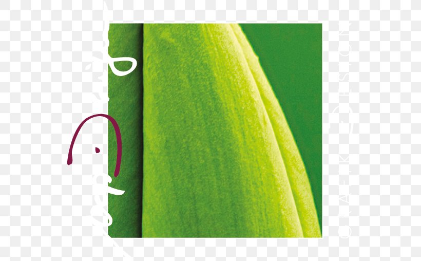 Vep Design Bremmenstraße Logo Project, PNG, 559x508px, Logo, Banana, Banana Leaf, Germany, Grass Download Free