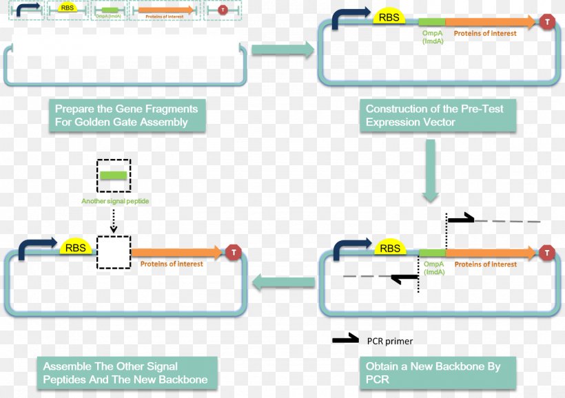 Signal Peptide Secretion Secretory Protein Protein Purification, PNG, 1494x1054px, Signal Peptide, Area, Bacteria, Brand, Diagram Download Free