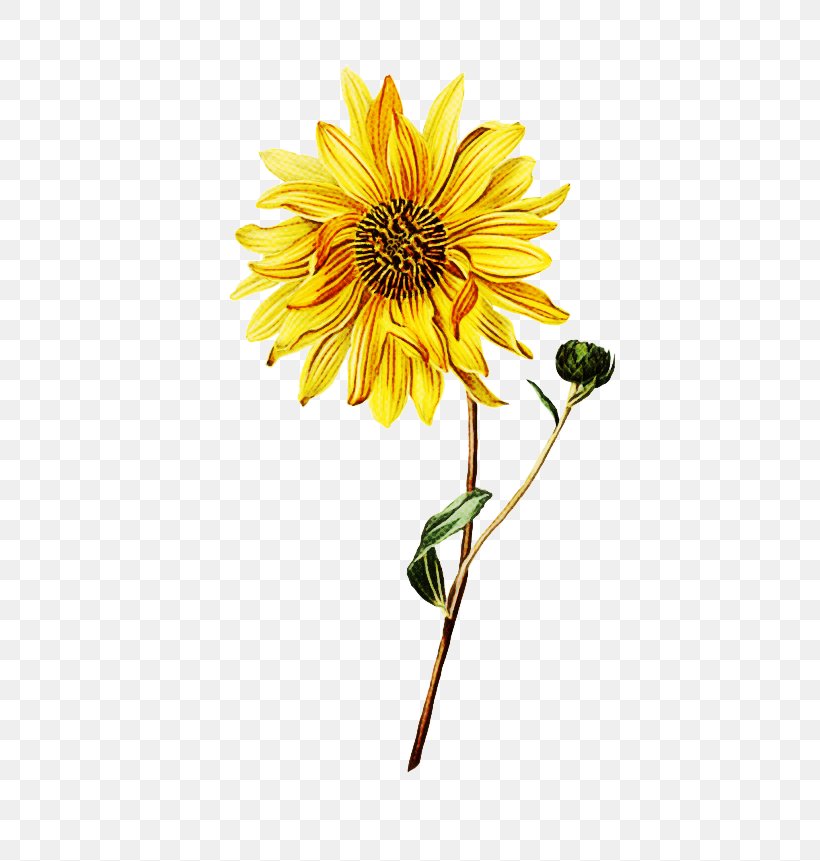 Sunflower, PNG, 500x861px, Flower, Cut Flowers, Daisy Family, Flowering Plant, Petal Download Free