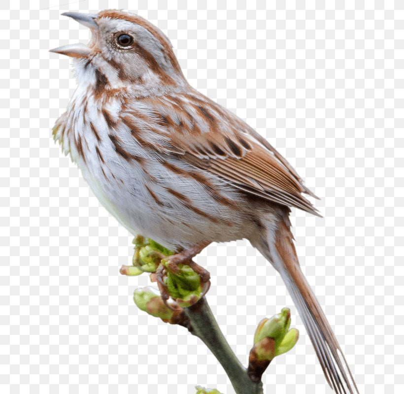 House Sparrow Bird, PNG, 654x800px, Sparrow, American Sparrow, Beak, Bird, Branch Download Free