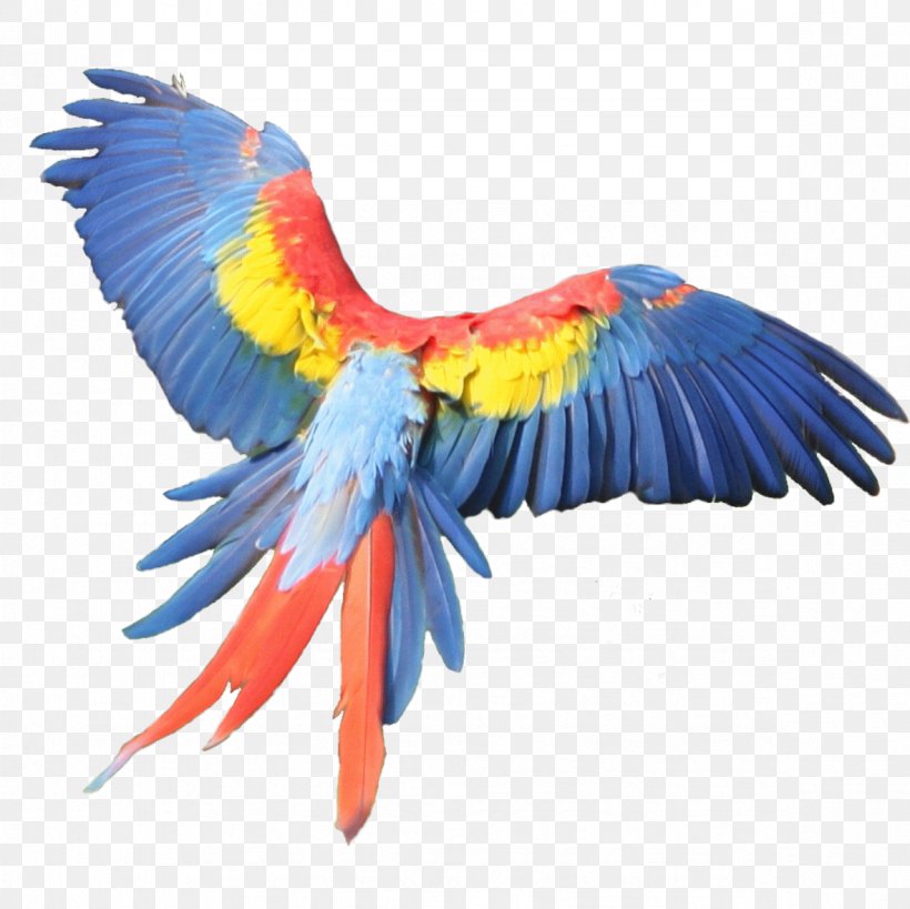 Macaw Feather Beak Parakeet Pet, PNG, 1181x1181px, Macaw, Beak, Bird, Common Pet Parakeet, Feather Download Free