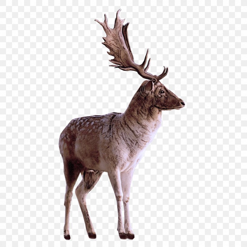 Reindeer, PNG, 1000x1000px, Reindeer, Antler, Deer, Elk, Fawn Download Free