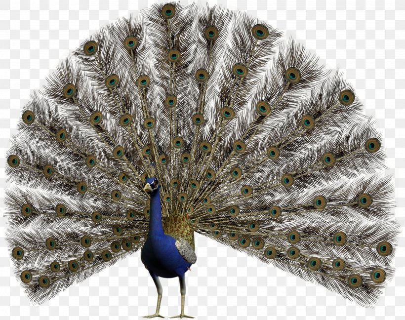 Bird Pavo Asiatic Peafowl Feather, PNG, 2540x2009px, Bird, Art, Asiatic Peafowl, Beak, Feather Download Free