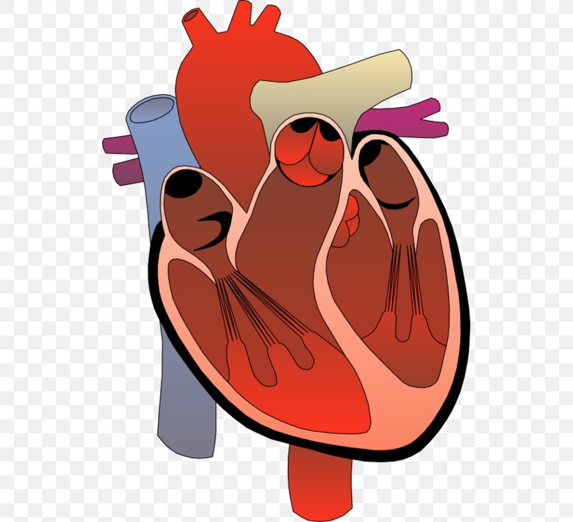 Heart Medicine Clip Art, PNG, 527x747px, Watercolor, Cartoon, Flower, Frame, Heart Download Free